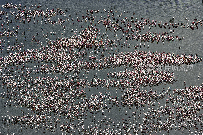 小火烈鸟(Phoenicopterus minor)是一种出现在撒哈拉以南非洲的火烈鸟。纳库鲁湖国家公园，肯尼亚